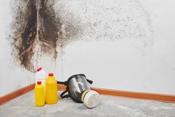Trusted Missoula, MT Mold Remediation Experts