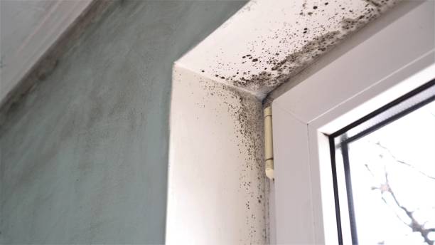 Best Residential Mold Remediation in Missoula, MT