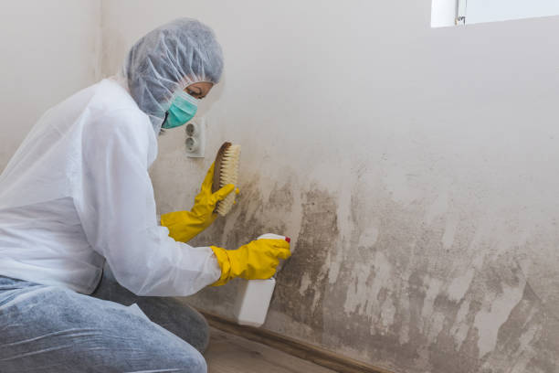 Best Residential Mold Remediation in Missoula, MT