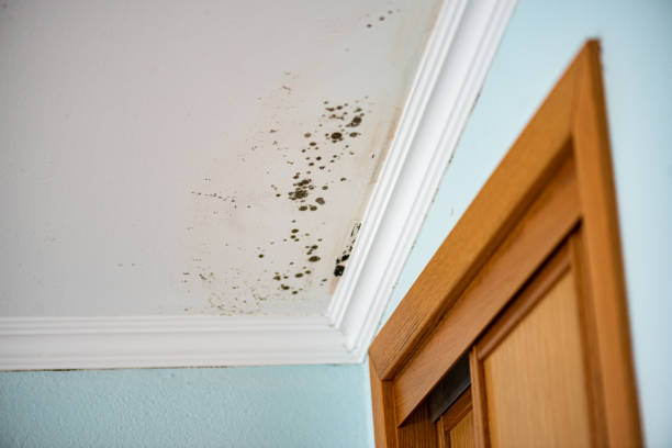 Best Post-Flood Mold Remediation in Missoula, MT