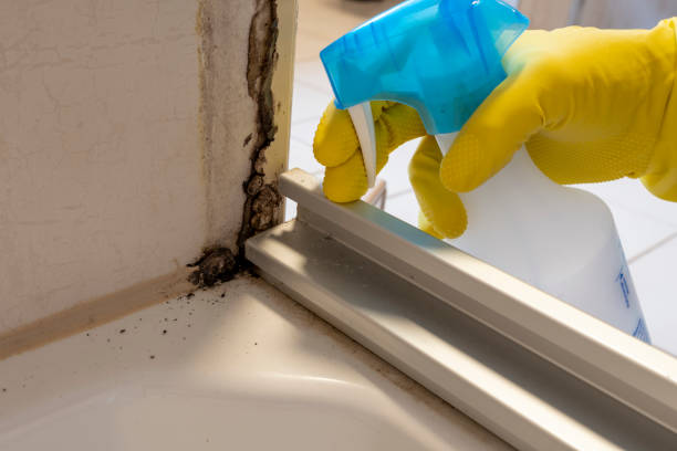 Best Black Mold Remediation in Missoula, MT