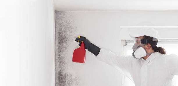Best Health and Safety Mold Remediation in Missoula, MT
