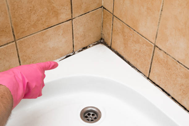 Best Basement Mold Remediation in Missoula, MT